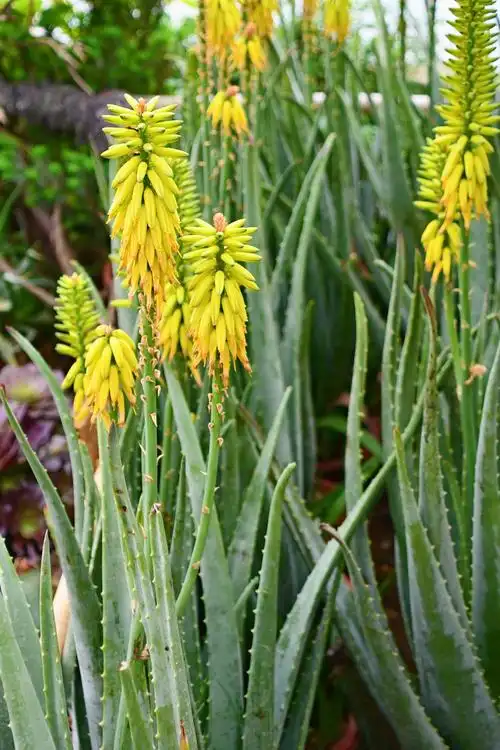 芦荟花原创拍摄