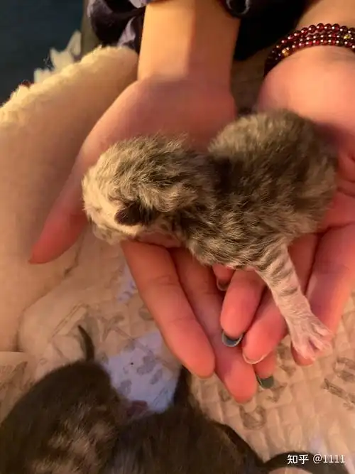 蓝猫配虎斑生出来是什么样的呢