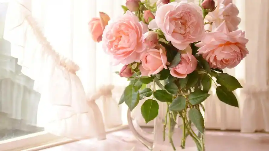 献给阿尔吉侬的花束,静物写真-回车桌面