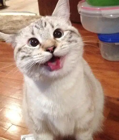 一组猫咪微笑的温暖图片:看完后心情都愉悦了|开心|宠物|表情帝|驯养