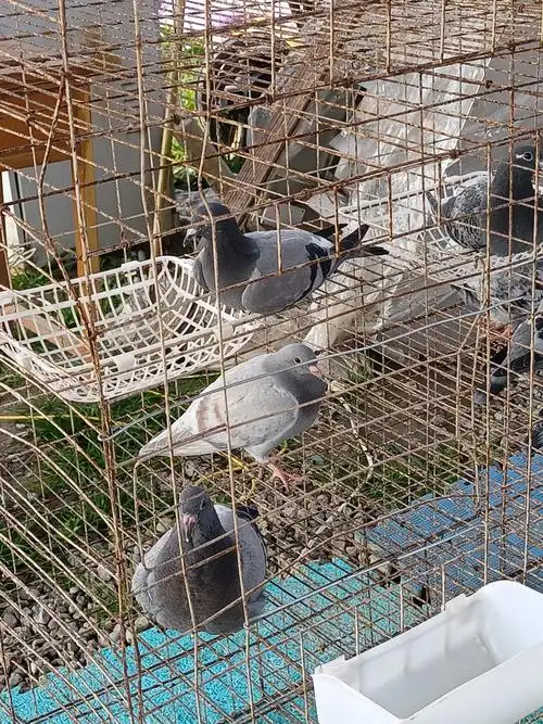 关在笼子里的鸽子