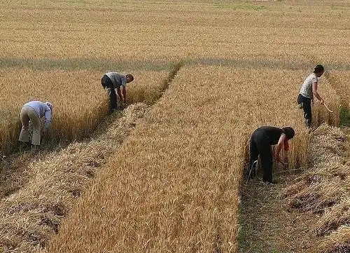 农村70后回忆童年忘不了割麦的辛苦忘不了吃上白面馍的幸福