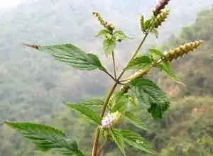 herb of haichow elsholtzia 别名:香菜;香茅;香绒;石香茅;石香薷香