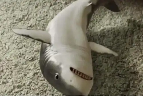 主人和小鲨鱼这样玩,小鲨鱼的反应太萌啦,网友:好羡慕啊!