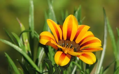 美丽的花卉壁纸,高清图片,壁纸,自然风景-桌面城市