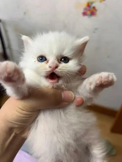 我不会捡到一只异瞳小奶猫吧