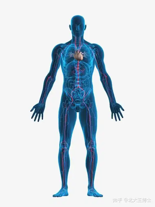 血管弹性医学-北大王玉玲博士