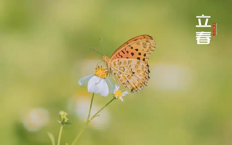 二十四节气立春清新唯美主题图