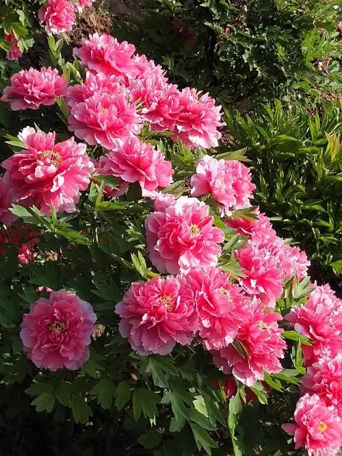 雍容华贵的洛阳牡丹花