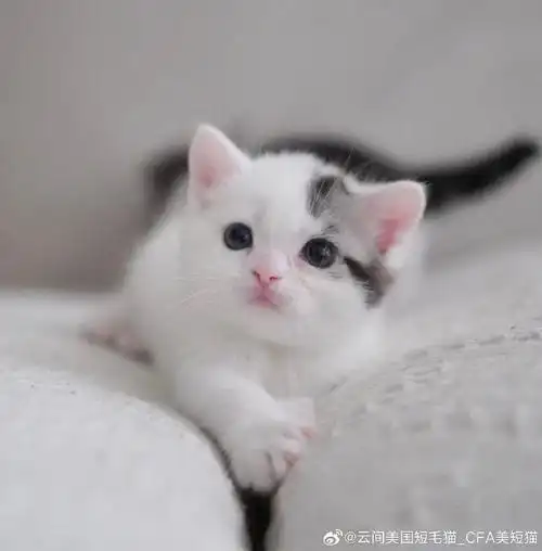 美国短毛猫##美短加白##赛级美短加白##cfa美短加白##美短高白##美短