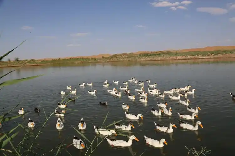 腾格里沙漠天鹅湖