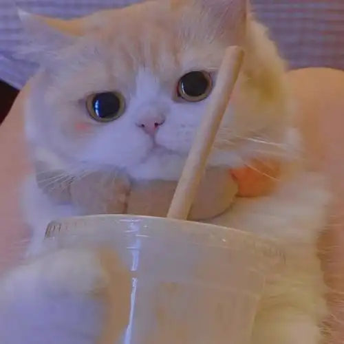 头像猫咪可爱情头76