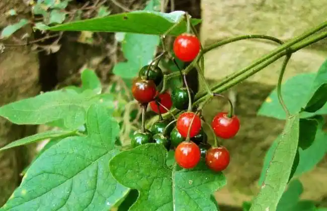 白英别称山甜菜,白草,排风草,天灯笼,和尚头草等