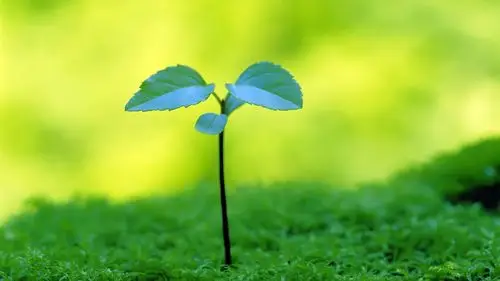 唯美清新护眼绿叶高清宽屏桌面壁纸