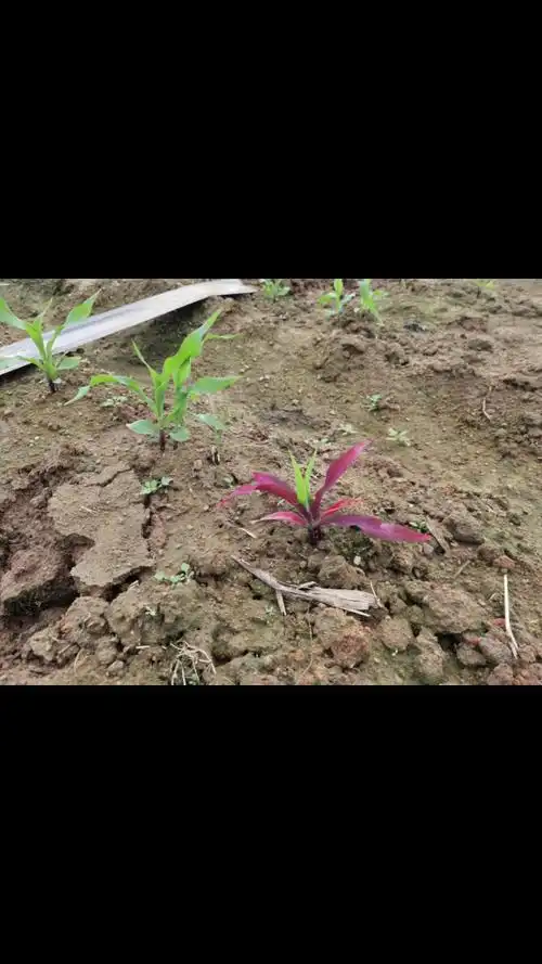 科普:玉米苗期出现红叶(紫红叶)