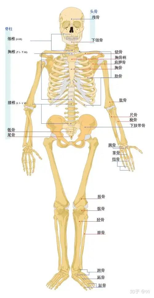 设计日课vol008人体的骨骼和肌肉