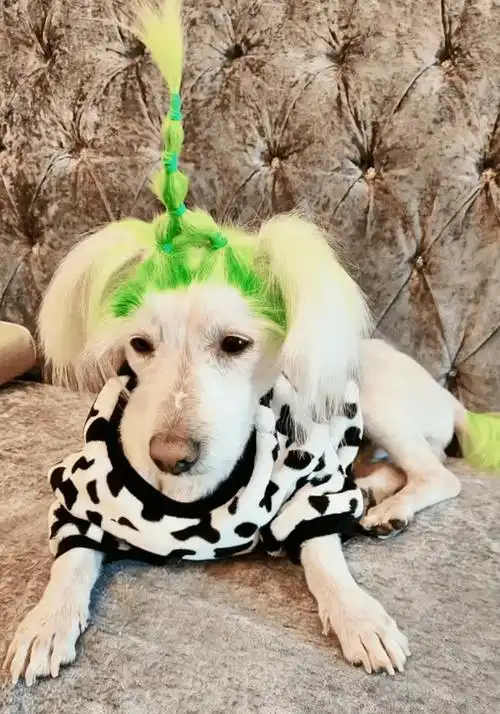 非主流绿毛狗在网上走红,可弄清楚它的故事后,网友都笑喷了!