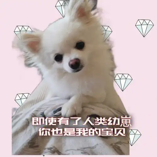 婆婆远在东北也悄悄打电话给老公责备我们不应该养狗.