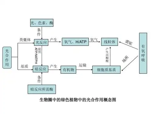 生物圈中的绿色植物中的光合作用概念图