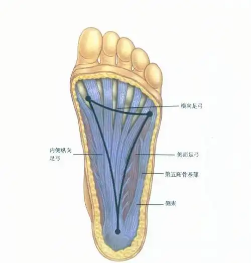 跟大师兄一起学习解剖列车之后表线(2)足底筋膜与跟骨骨刺