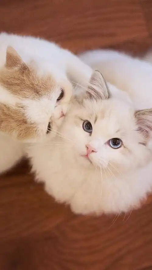 两只白色的猫,宠物,地板