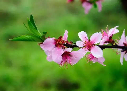 到了2021年,4属相好运到来,财运亨通,喜事连连,美梦成真|桃花运|脱单