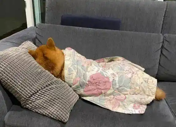 一早下楼看见柴犬在沙发上盖棉被爽睡的背影!_妈妈_家人_后脑勺
