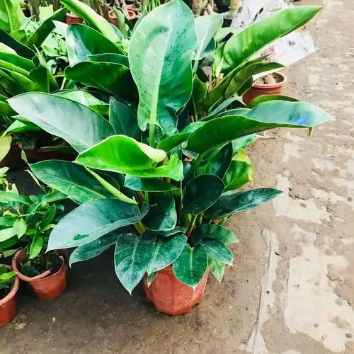 金钻怎么施肥,施什么肥?-百科大全-皮村电商