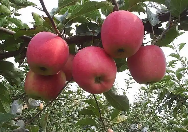 > 灵台苹果1000克