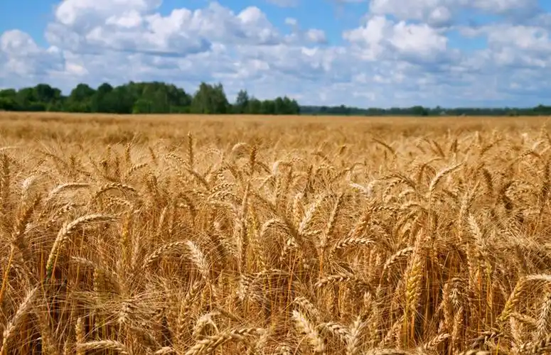 巷道镇8000亩金色麦田奏响丰收曲