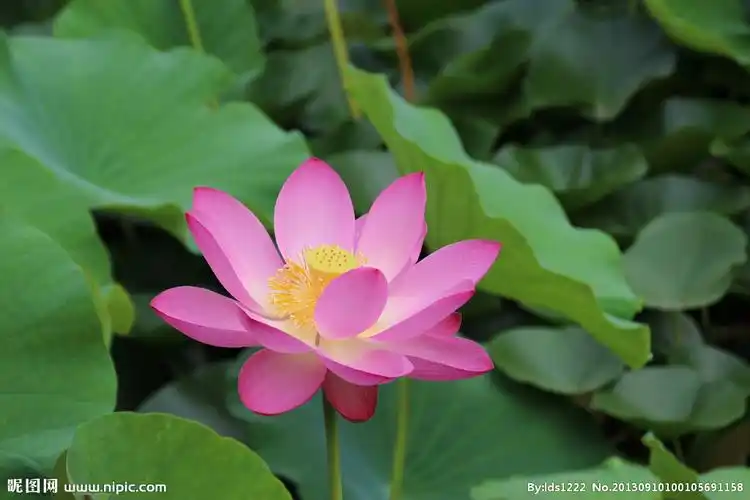 荷花摄影图__花草_生物世界_摄影图库_昵图网nipic.com