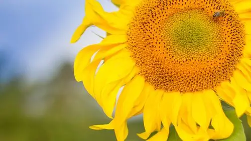 5k分辨率向日葵图片-花卉壁纸-高清花卉图片-第6图-娟娟壁纸