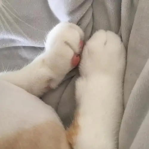 想要这种猫猫或者狗狗的脚脚这种头像