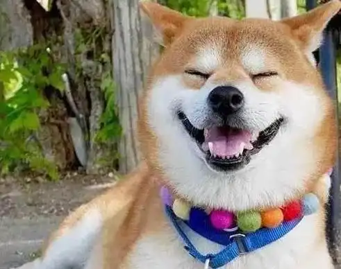 爱笑的狗狗运气不会差柴犬每天都咧嘴笑最后连宠主都受了影响