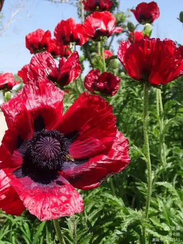 有毒的美丽的罂粟花