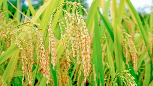 秋日丰收稻田风景高清桌面壁纸