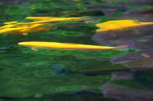 7拍摄于东北通化《鱼水交融》