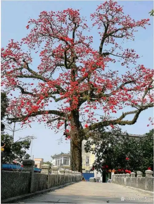 木棉树红花