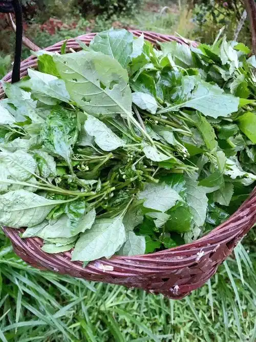 野菜的种类和图片大全(41种常吃的野菜) - 赤虎壹号