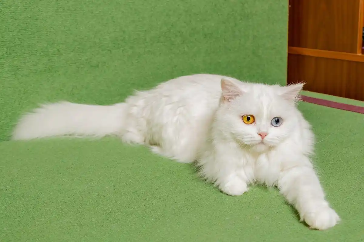 波斯猫,是一种优雅,高贵的猫咪,是宠物界中的佼佼者.