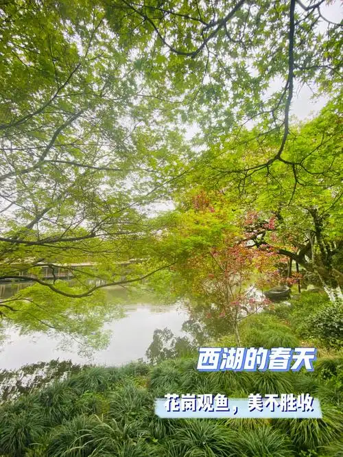 杭州西湖|春天的西湖请一定安排!花港观鱼美