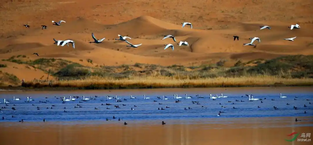 苍天圣地阿拉善 大漠秘境天鹅湖