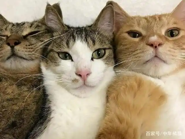 三只姐妹猫的合影日常,喵星人的朋友圈有塑料友谊吗?