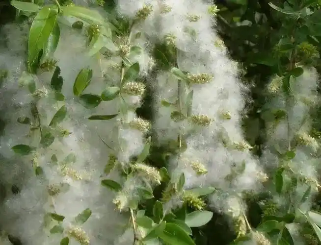 庆云人,这份杨柳絮消防安全提示请收好_火灾_庆云县_燃烧