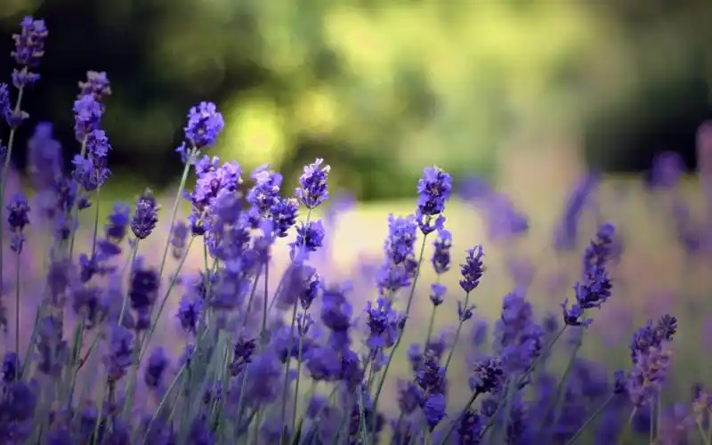 紫色唯美花朵桌面壁纸