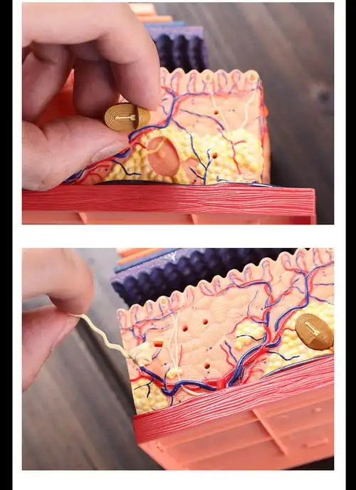 毛囊结构皮肤模型4dmaster人体皮肤模型毛囊结构组拼装模型美容医院