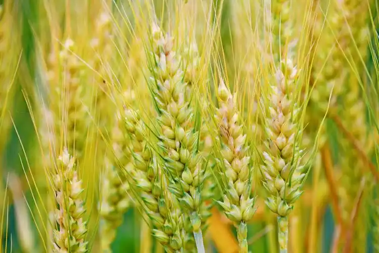 成熟的麦穗原创拍摄