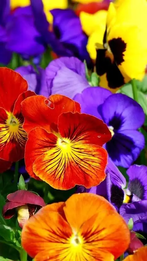 iphone 壁纸 五颜六色的紫罗兰,美丽的花朵