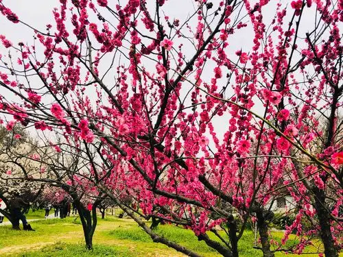 武汉东湖观梅 - 美篇