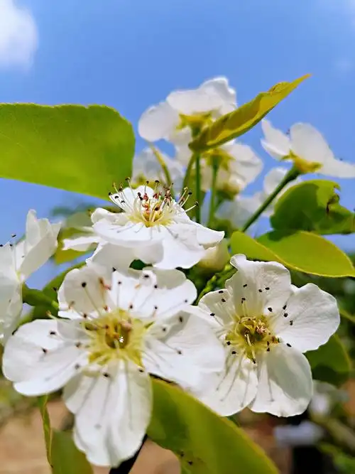 梨花季节手机拍摄